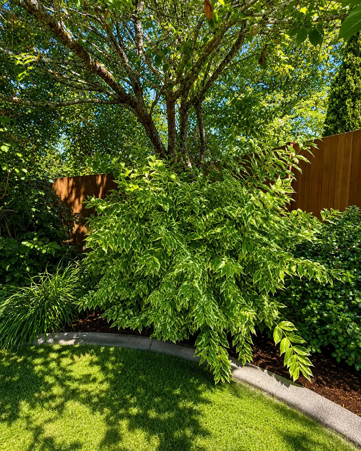A curved concrete-edged bed with layered shrubs and fresh bark beside a shaded, freshly mowed lawn at a Royalty Landscaping project