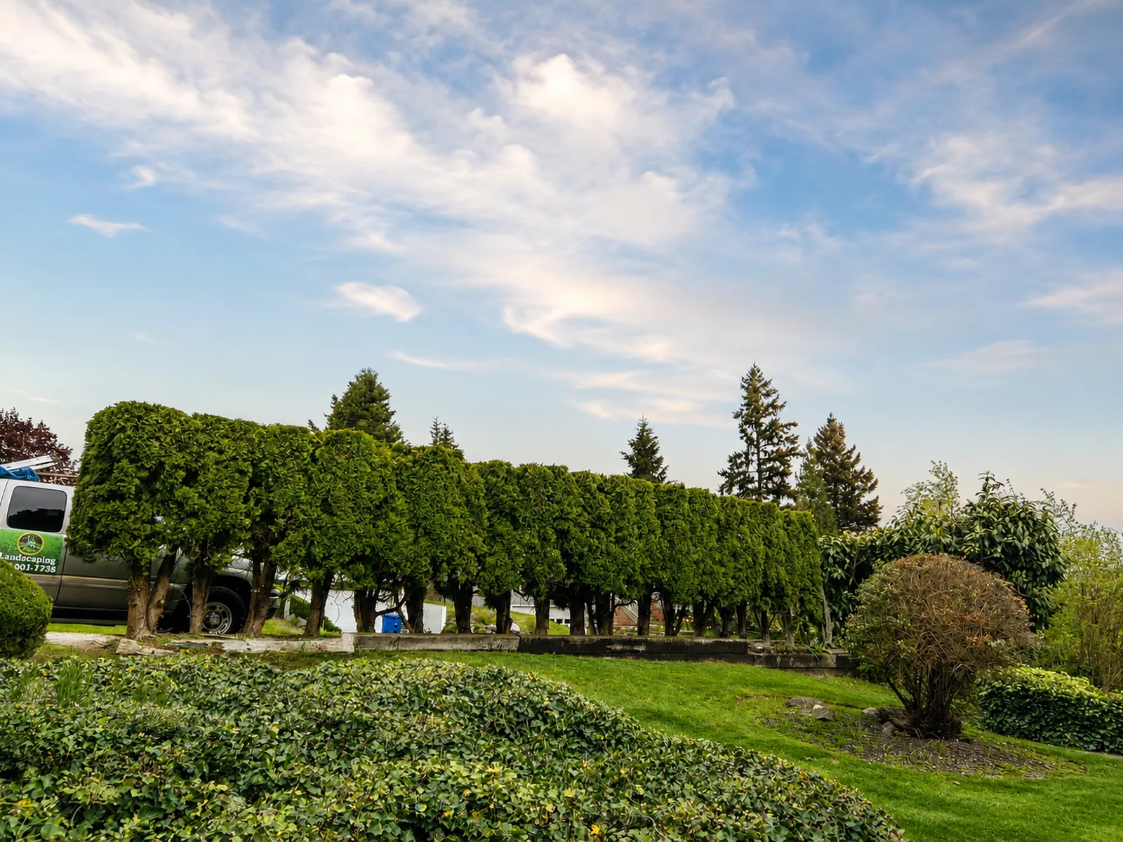 A long row of arborvitae shaped and trimmed by Royalty Landscaping, with the crew truck parked alongside the property