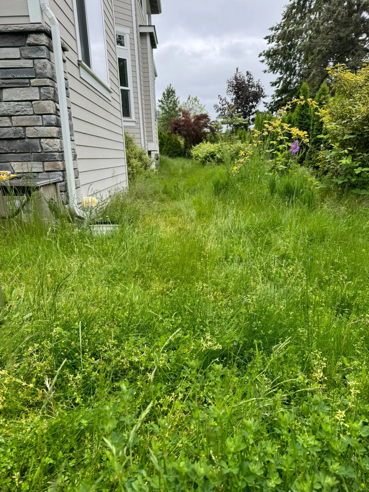 Overgrown side yard with tall seeding grass and weeds before Royalty Landscaping mowing